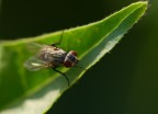 piccola mosca