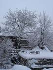 Novacella innevata