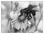 ::: LA MOSCA :::