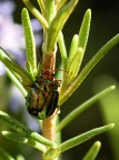 Coccinellide