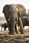 Namibia 239