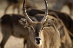 Namibia 307