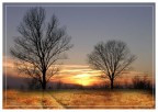 tra gli alberi