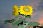 Sunflowers #2