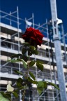 La Rosa