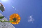 Aspettando il traghetto per Tory Island mi sono messa a passare il tempo giocando con questo fiore..
La bruciatura in alto a sinisstra era facilmente eliminabile con il fotosciop, ma a me sinceramente piace, mi sembra in qualche modo pi poetica cos..