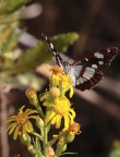 farfallina