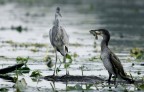 Renzo-Cenerino e Cormorano