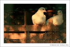Piccioni