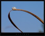 ellisse