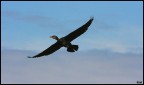 Cormorano