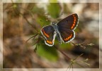 Aricia agestis