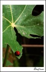 Lady Bird