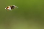 Volando nel Verde