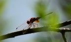 la trasparenza e la leggerezza un fenomeno della natura tutto da catturare