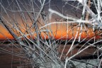 un' alba sbirciata dalla sterpaglia