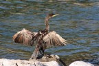 Cormorano ripreso mentre si asciuga dopo la pesca. rovigno, Croazia