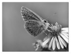 ::: ELEGANCE :::
