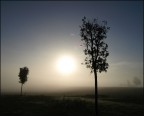 alberi all' alba