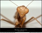 Mantide... a modo mio!