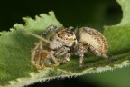 Il predatore e la sua preda