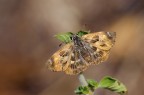 Erynnis tages...