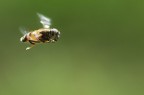 Volo Libero