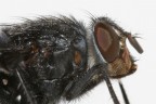 Mosca 1
