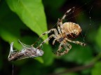 Spider and Grasshoper..:(