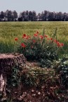 PapaVeri