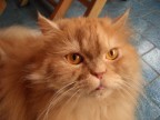 un gattone rosso, dolce e coccolone che non bisogna fare arrabbiare ^^