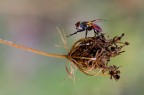 Mosca rampante