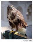rapace