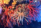 Riccio saetta e corallo rosso