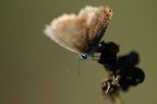 Farfalla