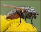 Mosca con serbatoio