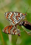 Nymphalidae ( accoppiamento )
