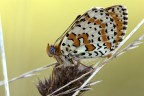 Melitaea didyma Melitaea didyma