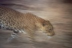 La luce era scarsa per cui ho preferito diminuire i tempi sperando in un mosso "artistico" Ho diverse altre foto di leopardi ma questa  quella che mi colpisce di pi. 
Le critiche e i commenti sono sempre ben accetti 
Daniele 
South Luangwa National  Park 
Canon eos A2