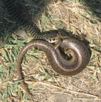 In realt l'ho fatta all'improvviso e con una compatta senza settaggi, ma se mentre camminate vi piomba davanti un serpente ke ha in bocca la testa di una grossa lucertola voi ke fate? io ci ho fatto una foto, ora a voi!