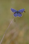 Fiocco azzurro