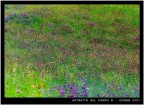 astratto sul campo