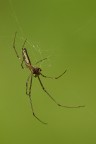 Aracnide