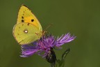 f8  1/640  Iso 200  ob. 180  cavalletto.

So che di queste Colias ne ho inserite diverse ma, questo soggetto abbonda dalle mie parti. Unica affermazione  che sono scatti fatti in momenti diversi.