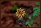 Il fiore  secco ma le foglie del gambo sono verdi, chi mi sa dire che fiore ?