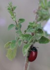 bicolor