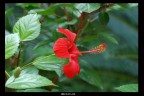IBISCUS