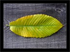 Autunno (pi banale di cos si muore !)