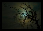 notturno