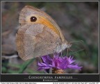 Coenonympha pamphilus